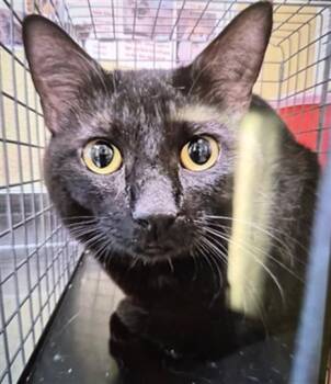 ZORO -  Domestic Short Hair Cat for Adoption in Fort Myers, Florida - ZORO | PetCurious