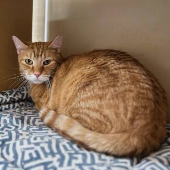 Domestic Short Hair Cats Available for Adoption in Norwalk, Connecticut - Cupid | PetCurious