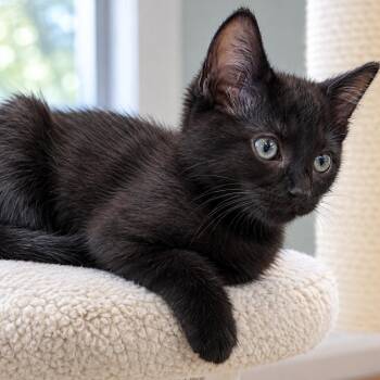 Rolo -  Domestic Short Hair Cat for Adoption in Hopkinton, Massachusetts - Rolo | PetCurious