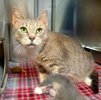 CATTYWHOMPUS -  Domestic Short Hair Cat for Adoption in Easton, Maryland - CATTYWHOMPUS | PetCurious