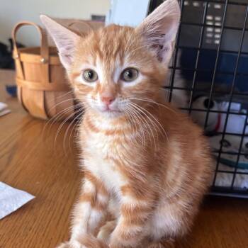 Archie -  Domestic Short Hair Cat for Adoption in Columbia, Missouri - Archie | PetCurious