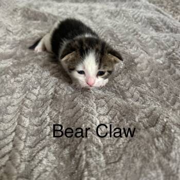 Rescue Domestic Short Hair Cats for Adoption in Ferndale, Michigan - Bear Claw | PetCurious