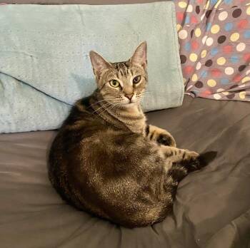Sasha RC -  Domestic Short Hair Cat for Adoption in Greenville, South Carolina - Sasha RC | PetCurious