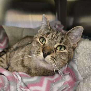 Domestic Short Hair Cats Available for Adoption - Petunia | PetCurious