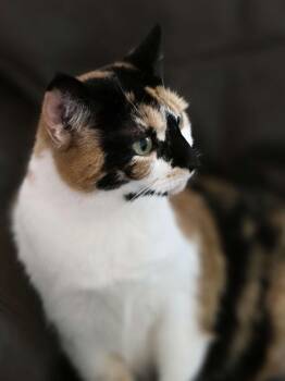 Domestic Short Hair Cats Available for Adoption in Piscataway, New Jersey - Toffee | PetCurious