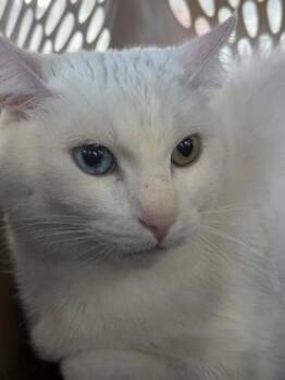 Domestic Short Hair Cats Available for Adoption in West Chester, Pennsylvania - Smokey | PetCurious