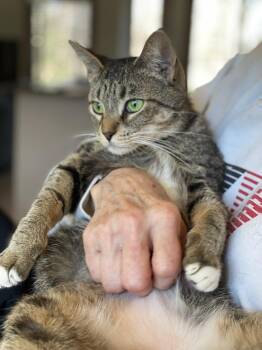 Tabby Cats Available for Adoption in Taylor, Michigan - Kittan | PetCurious