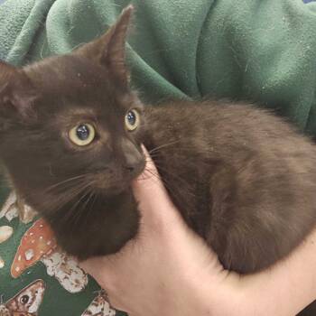 Rescue Domestic Short Hair Cats for Adoption in Summerlee, West Virginia - Chip | PetCurious