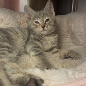 Domestic Short Hair Cats Available for Adoption in Nashville, Indiana - Zara | PetCurious