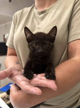 Dauber (available for pre-adoption) -  Domestic Short Hair Cat for Adoption in Camden, South Carolina - Dauber (available For Pre-adoption) | PetCurious