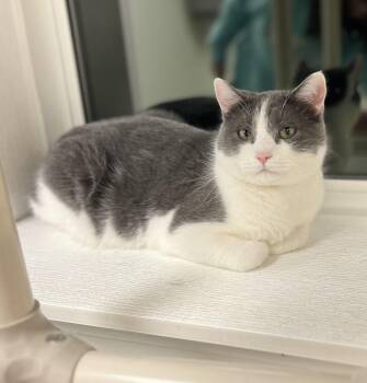 Rescue Domestic Short Hair Cats for Adoption in Geneseo, Illinois - Thanos | PetCurious