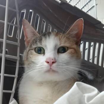 Domestic Short Hair Cats Available for Adoption in Baltimore, Maryland - Phoenix | PetCurious