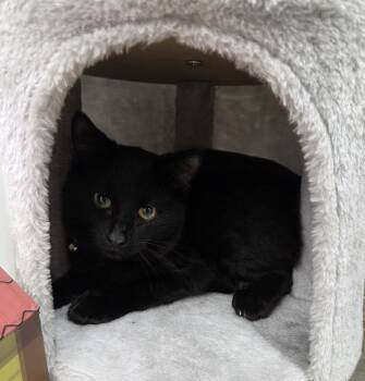 Rescue Domestic Short Hair Cats for Adoption in Carsonville, Michigan - Fruity Pebbles | PetCurious
