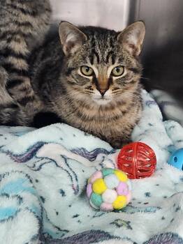 Domestic Short Hair and Tabby Cats Available for Adoption - Montana | PetCurious