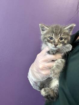 *Mushroom* -  Domestic Medium Hair Cat for Adoption in Salt Lake City, Utah - *Mushroom* | PetCurious