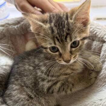 Domestic Short Hair Cats Available for Adoption in Cumming, Georgia - Dana | PetCurious
