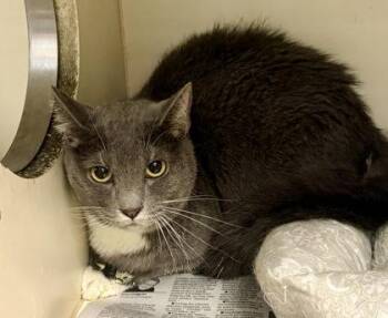 Tote -  Domestic Short Hair Cat for Adoption in Chamblee, Georgia - Tote | PetCurious