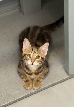 Pintel -  American Shorthair Cat for Adoption in Big Rapids, Michigan - Pintel | PetCurious