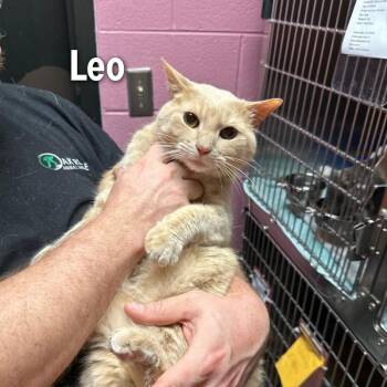 Leo -  American Shorthair Cat for Adoption in Oak Ridge, Tennessee - Leo | PetCurious