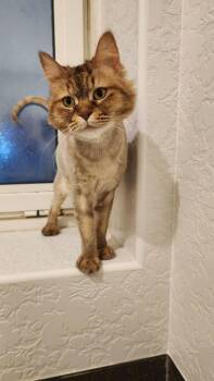 Persian Cats Available for Adoption in Lunenburg, Massachusetts - Browny | PetCurious