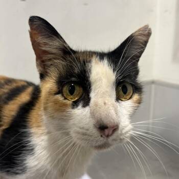 Mona -  Domestic Short Hair Cat for Adoption in Tampa, Florida - Mona | PetCurious