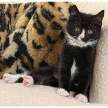 Colson Bleeker- needs a young cat buddy -  Domestic Short Hair Cat for Adoption in Hudson, Massachusetts - Colson Bleeker- Needs A Young Cat Buddy | PetCurious