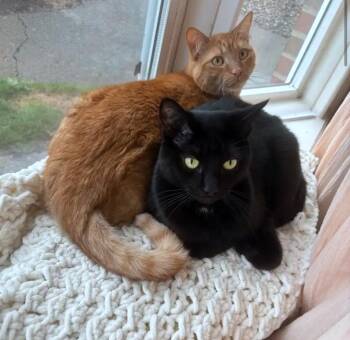 Killian & Dusty #1916 - Offered by Owner - Bonded -  Tabby and Domestic Short Hair Cat for Adoption in Hillsboro, Oregon - Killian & Dusty #1916 - Offered By Owner - Bonded | PetCurious