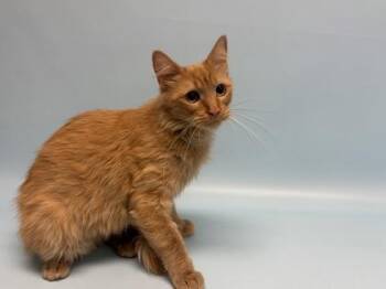Gold -  Domestic Long Hair and Domestic Short Hair Cat for Adoption in Golden Valley, Minnesota - Gold | PetCurious