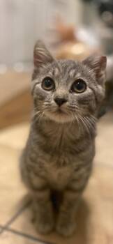 Jolene -  Tabby Cat for Adoption in Lambertville, New Jersey - Jolene | PetCurious