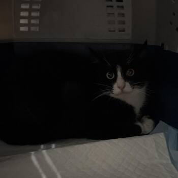 Solar -  Domestic Short Hair Cat for Adoption in Salt Lake City, Utah - Solar | PetCurious