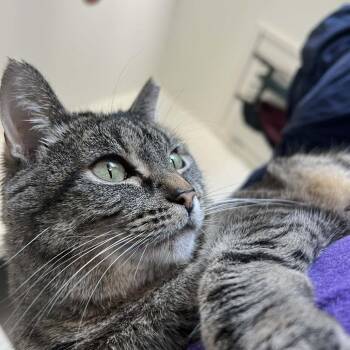 Domestic Short Hair Cats Available for Adoption - Oboe | PetCurious