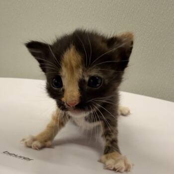 Velma -  Domestic Short Hair Cat for Adoption in Tampa, Florida - Velma | PetCurious