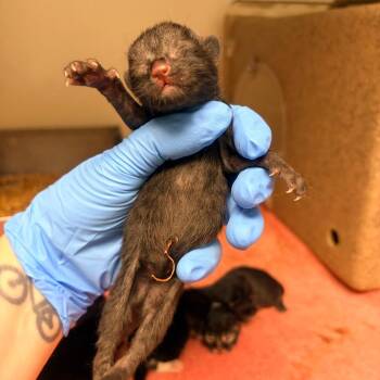 Domestic Short Hair Cats Available for Adoption in Harrisonburg, Virginia - Jasper | PetCurious