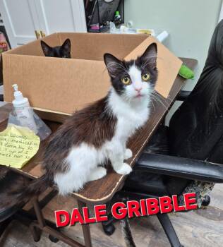 Domestic Medium Hair Cats Available for Adoption in Rome, Georgia - Dale Gribble | PetCurious