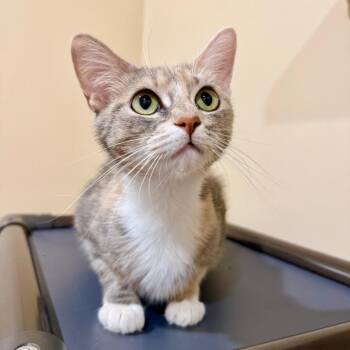 Sedona -  Domestic Short Hair Cat for Adoption in Agoura Hills, California - Sedona | PetCurious