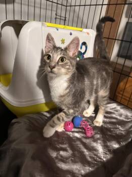 Worm -  Domestic Short Hair Cat for Adoption in Greensburg, Pennsylvania - Worm | PetCurious