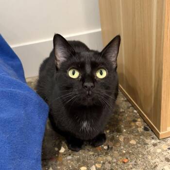 Drizella -  Domestic Short Hair Cat for Adoption in Louisville, Kentucky - Drizella | PetCurious