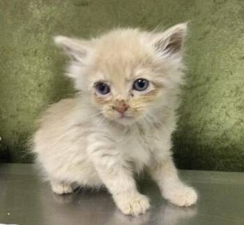 Domestic Long Hair Cats Available for Adoption in Riverside, California - BUTTERS | PetCurious