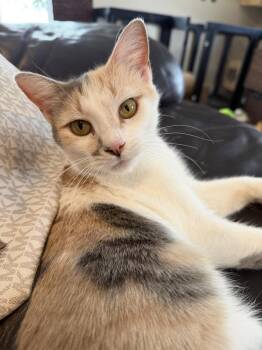 Olivia -  Domestic Short Hair Cat for Adoption in West Palm Beach, Florida - Olivia | PetCurious