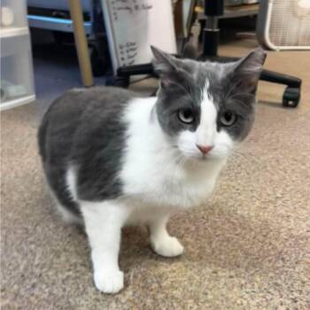 Mercedes -  Domestic Short Hair Cat for Adoption in Sunrise Beach, Missouri - Mercedes | PetCurious