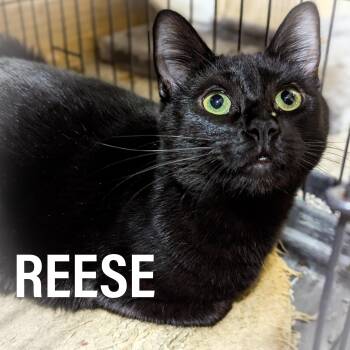 REESE -  Domestic Short Hair and American Shorthair Cat for Adoption in Griffith, Indiana - REESE | PetCurious