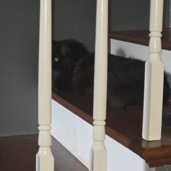 Domestic Long Hair Cats Available for Adoption in Nashville, Tennessee - Mr. Fluffy | PetCurious