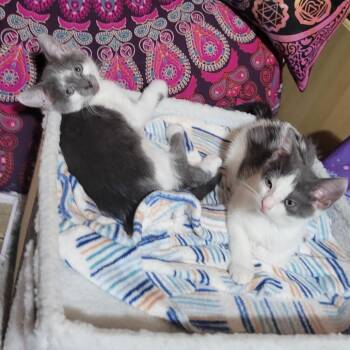 Nino -  Domestic Short Hair Cat for Adoption in Los Angeles, California - Nino | PetCurious
