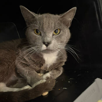 Rescue Domestic Short Hair Cats for Adoption in Lake Jackson, Texas - Grayson | PetCurious