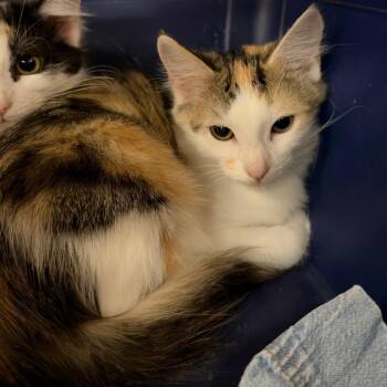 Peaches -  Domestic Medium Hair Cat for Adoption in Birmingham, Alabama - Peaches | PetCurious