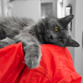 Rescue Nebelung Cats for Adoption in Lemont, Illinois - Rachel | PetCurious