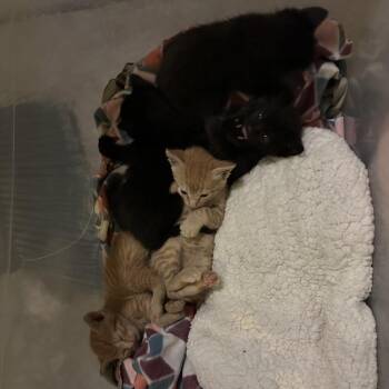 Lance McClain -  Domestic Short Hair Cat for Adoption in Suisun City, California - Lance McClain | PetCurious