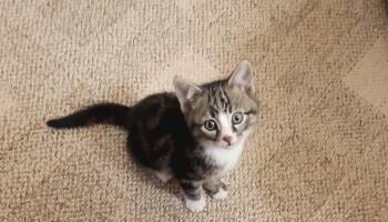 Rescue Tabby Cats for Adoption in Boonville, Missouri - Titan | PetCurious