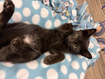 Raphael -  Domestic Short Hair Cat for Adoption in Oberlin, Ohio - Raphael | PetCurious