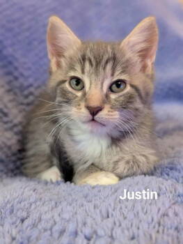 Rescue Domestic Medium Hair Cats for Adoption in St. George, Utah - Justin | PetCurious